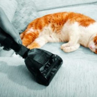 Mga Vax na naghuhugas ng vacuum cleaner: nangungunang limang mga modelo ng Tsino para sa paglilinis at basa na paglilinis