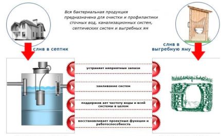 Vi khuẩn cho bể tự hoại và bể lắng