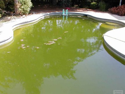 Pollution de la piscine