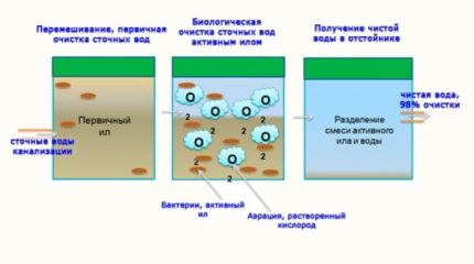 Vi khuẩn cho bể tự hoại để làm gì?