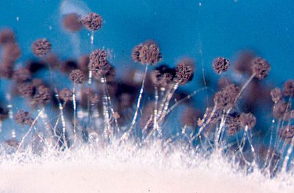 Aspergillus zwart