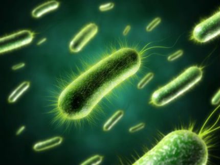 Bacteria contained in bioactivators