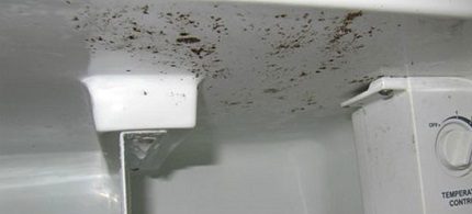 Mold in the fridge