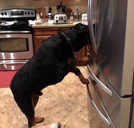 Un chien ou un chat peut facilement ouvrir la porte