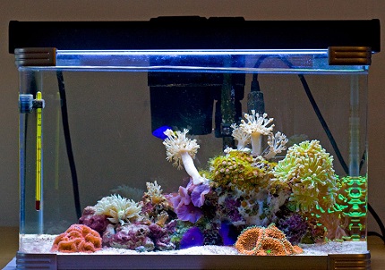 Aquarium achtergrondverlichting