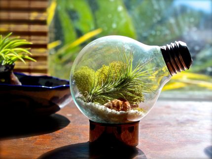 Hồ cạn nhỏ trong bóng đèn