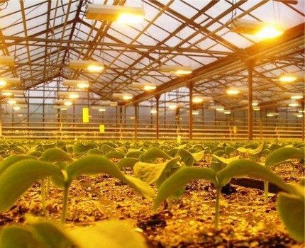 Ang mga lampara ng sodium para sa pag-iilaw ng mga greenhouse