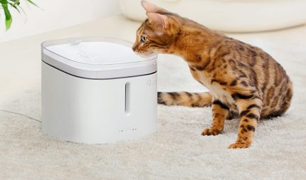 Bát uống nước cho động vật