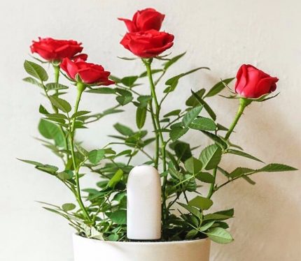 Cảm biến độ ẩm cho hoa