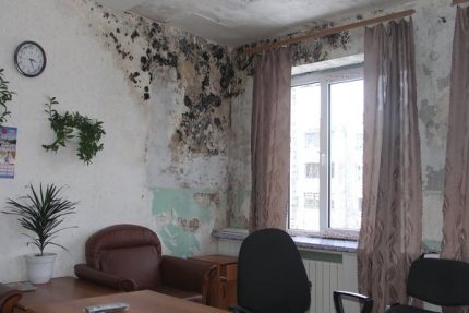 Schimmel aan de muur