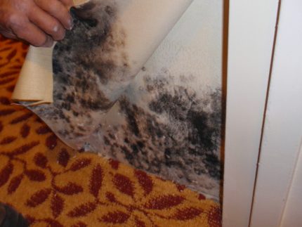 Mold under the wallpaper