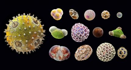 Allergens - dangerous microorganisms and substances