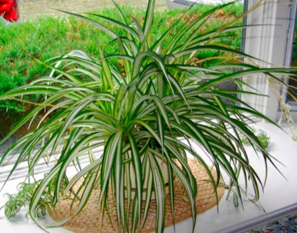 Cây chlorophytum trên bậu cửa sổ