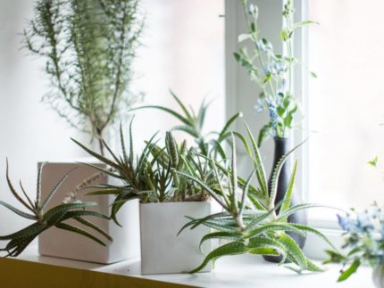 Planten op de vensterbank