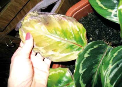 Les effets néfastes d'une humidité insuffisante